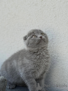 Photo №1. scottish fold - for sale in the city of Brest | negotiated | Announcement № 167244