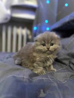 Photo №3. Ich biete 5 wunderschöne britische Kätzchen. Germany