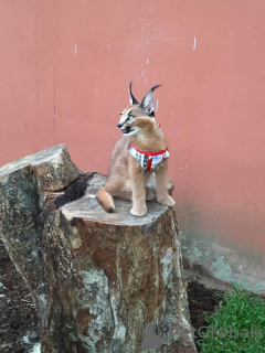 Additional photos: caracal kittens