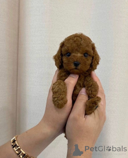 Photo №4. I will sell poodle (toy) in the city of Helsinki.  - price - 568$