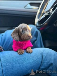 Photo №3. Toilet trained dachshunds. United States