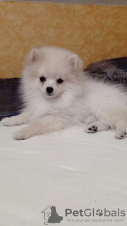 Photo №2 to announcement № 41303 for the sale of pomeranian - buy in Germany 