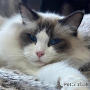 Photo №1. ragdoll - for sale in the city of Bulle | negotiated | Announcement № 157131