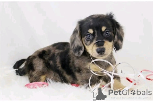 Photo №4. I will sell dachshund in the city of Berlin. private announcement, from the shelter - price - 568$