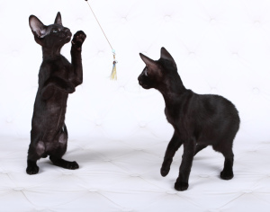 Photo №2 to announcement № 5849 for the sale of oriental shorthair - buy in Ukraine private announcement, from nursery, breeder