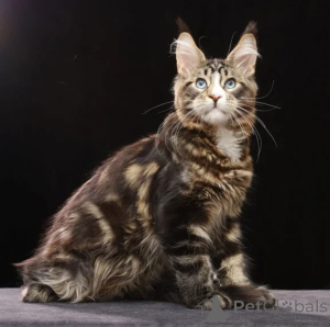 Photo №1. maine coon - for sale in the city of Edingen-Neckarhausen | 361$ | Announcement № 176684