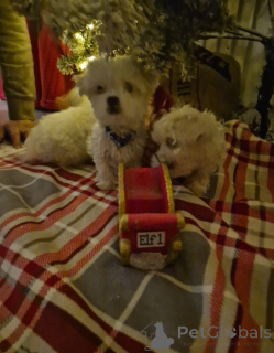 Photo №2 to announcement № 176156 for the sale of maltese dog - buy in Netherlands private announcement
