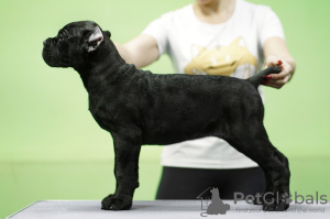 Photo №3. Italian Cane Corso for show and soul. Russian Federation