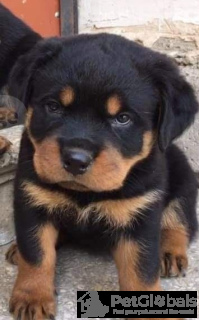 Photo №1. rottweiler - for sale in the city of Zagreb | negotiated | Announcement № 134540