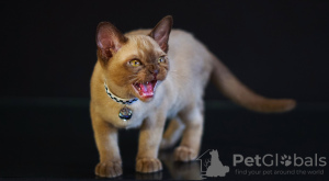 Photo №2 to announcement № 54305 for the sale of burmese cat - buy in Ukraine from nursery