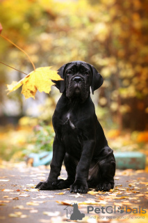 Additional photos: Italian Cane Corso puppies