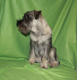 Photo №3. For sale puppy Mittelschnauzer. Russian Federation