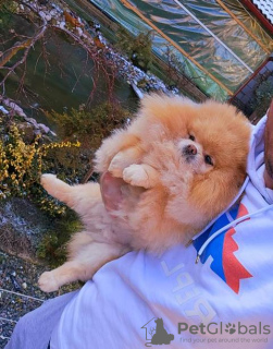 Photo №3. Perfect Pomeranian female dog. Serbia