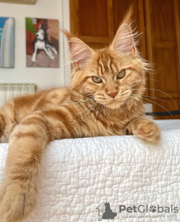 Photo №1. maine coon - for sale in the city of Berlin | 317$ | Announcement № 103768