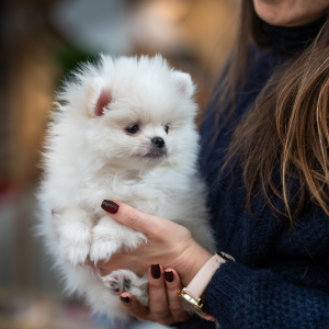 Photo №1. pomeranian - for sale in the city of Москва | 570$ | Announcement № 2252