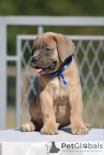 Photo №1. cane corso - for sale in the city of Belgrade | negotiated | Announcement № 113935