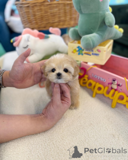 Photo №1. poodle (toy) - for sale in the city of Victoria | negotiated | Announcement № 168104