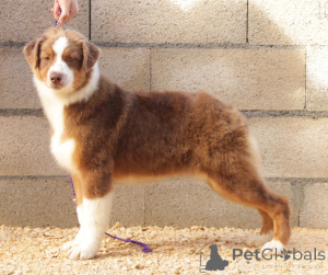 Photo №1. australian shepherd - for sale in the city of Liège | Is free | Announcement № 167138