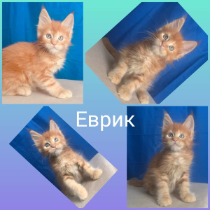 Photo №2 to announcement № 6158 for the sale of maine coon - buy in Russian Federation private announcement