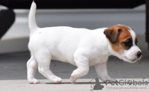 Photo №1. jack russell terrier - for sale in the city of Leverkusen | 581$ | Announcement № 122800