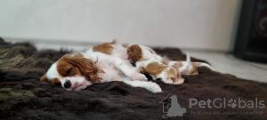 Photo №1. cavalier king charles spaniel - for sale in the city of Minsk | 1268$ | Announcement № 88508
