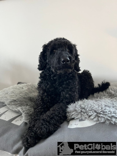 Photo №3. Dog to give. France