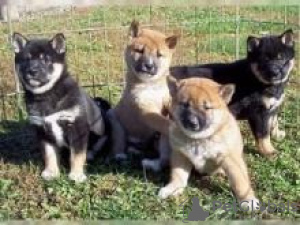 Photo №1. shiba inu - for sale in the city of Brussels | negotiated | Announcement № 124785