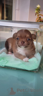 Photo №1. chihuahua - for sale in the city of Анталья | 350$ | Announcement № 81233