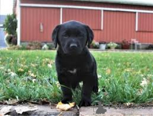 Photo №2 to announcement № 164190 for the sale of labrador retriever - buy in United Kingdom private announcement, breeder
