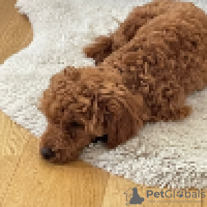 Photo №4. I will sell poodle (toy) in the city of Linz. private announcement - price - 2642$