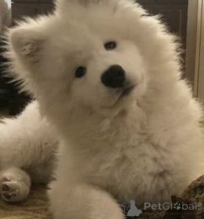 Photo №2 to announcement № 135202 for the sale of samoyed dog - buy in Poland breeder