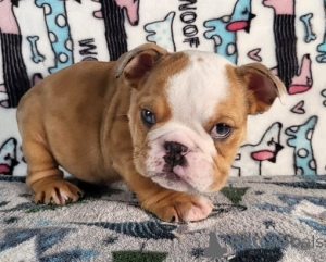 Photo №1. english bulldog - for sale in the city of Dalsbruk | negotiated | Announcement № 162105