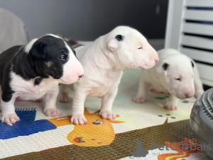 Photo №2 to announcement № 120608 for the sale of bull terrier - buy in Poland private announcement, breeder