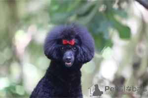 Photo №1. poodle (toy) - for sale in the city of Belgrade | negotiated | Announcement № 116514