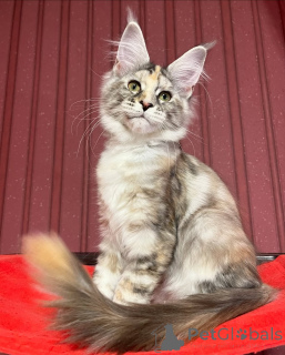 Photo №4. I will sell maine coon in the city of Blatten. private announcement - price - negotiated