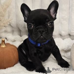 Photo №3. Meet Milo the little comedian who fills every home with laughter and love!. Switzerland