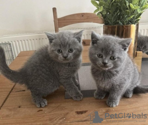 Photo №2 to announcement № 89442 for the sale of british shorthair - buy in Germany breeder