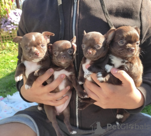 Photo №4. I will sell chihuahua in the city of Berlin. private announcement - price - 591$