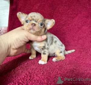 Photo №2 to announcement № 126824 for the sale of chihuahua, russkiy toy - buy in France breeder
