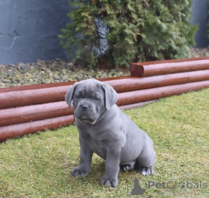 Photo №3. Your loyalty king. Finland