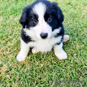 Photo №2 to announcement № 125395 for the sale of border collie - buy in Germany 