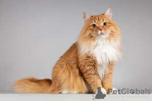 Photo №1.  - for sale in the city of Khimki | Is free | Announcement № 165911