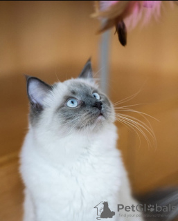 Photo №3. british longhair kitten. Germany