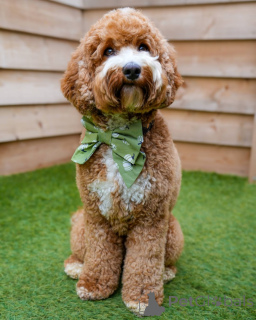Photo №1. labradoodle - for sale in the city of Beromünster | 877$ | Announcement № 157668