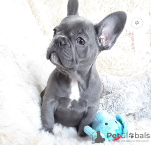 Photo №3. Adorable French bulldog Puppies for free adoption. Germany