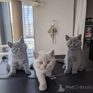Photo №1. british shorthair - for sale in the city of Amsterdam | 413$ | Announcement № 173967