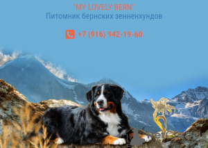 Photo №2 to announcement № 11653 for the sale of bernese mountain dog - buy in Russian Federation 