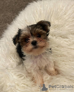 Photo №2 to announcement № 38294 for the sale of yorkshire terrier - buy in Austria private announcement