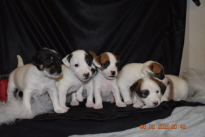 Photo №4. I will sell jack russell terrier in the city of Novopolotsk. breeder - price - Negotiated