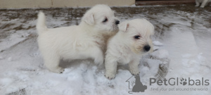 Additional photos: Best West Highland White Terrier puppies for sale